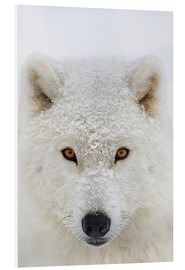 Hartschaumbild  Arktischer Wolf - Dominic Marcoux