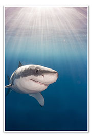 Wandbild  Großer weißer Hai - Dave Fleetham