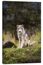 Leinwandbild  Grauer Wolf - Doug Lindstrand