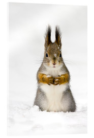 Acrylglasbild  Rotes Eichhörnchen im Schnee - John Devries