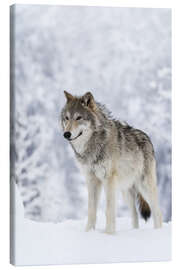 Leinwandbild  Tundrawolf im Schnee - Doug Lindstrand