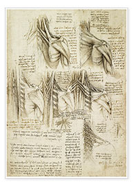 Poster  Muskeln der Wirbelsäule - Leonardo da Vinci