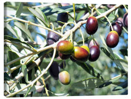 Leinwandbild  Olivenbaum im Sonnenlicht