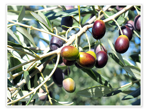 Poster Olivenbaum im Sonnenlicht