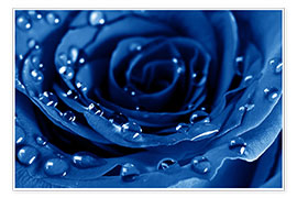 Poster Blaue Rosen mit Wassertropfen
