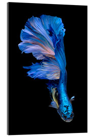 Acrylglasbild  prächtiger blauer Fisch