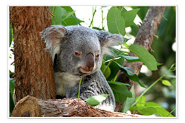 Poster  Don Koala
