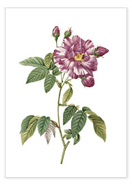 Poster Rosa Gallica versicolor (Rosa mundi rose)