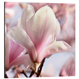 Alubild  Magnolienblüte im Sonnenschein - Atteloi