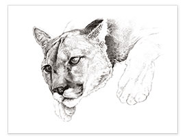 Poster Lauernder Puma, Studie