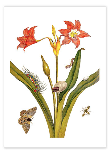 Poster Lilie mit Lepidoptera Metamorphose