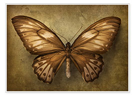 Poster Brauner Schmetterling