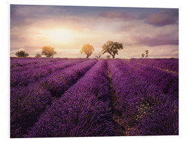 Hartschaumbild  Lavendelfeld bei Sonnenuntergang, Provence - Elena Schweitzer
