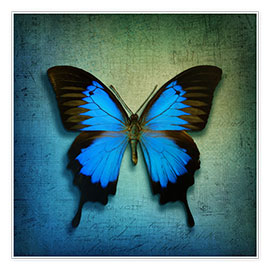 Wandbild  Butterfly - Elena Schweitzer