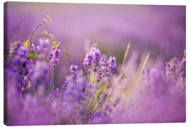 Leinwandbild  Lavendelfeld in der Provence, Hokkaido