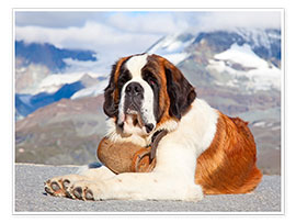Poster  Bernhardiner Rettungshund