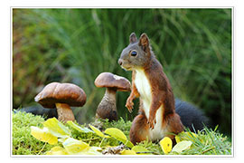 Poster Eichhörnchen auf Futtersuche