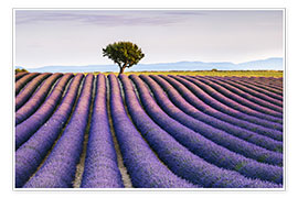 Poster Lavendelfeld und -baum bei Sonnenuntergang, Provence