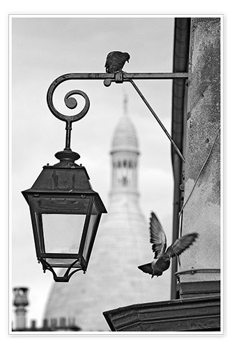 Poster Montmartre-Tauben mit Sacre Coeur