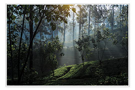 Poster  Teeplantagenwald Sri Lanka - Paul Kennedy