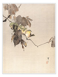 Poster  Vögel auf einem Zweig - Watanabe Seitei