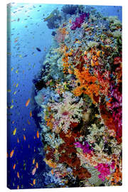 Leinwandbild  Korallenriff in Indonesien - Jones &amp; Shimlock
