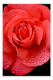 Poster Rose mit Wassertropfen