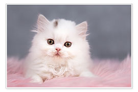 Poster Britisch Langhaar Katzenbaby in weiß