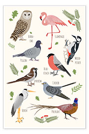 Poster Vogelarten - Englisch