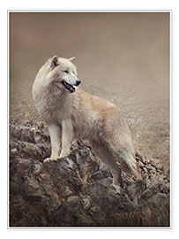 Poster Weißer Wolf