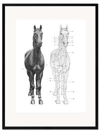 Gerahmter Kunstdruck  Anatomie des Pferdes - Wunderkammer Collection