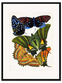 Gerahmter Kunstdruck  Schmetterlinge - Emile Allain Séguy